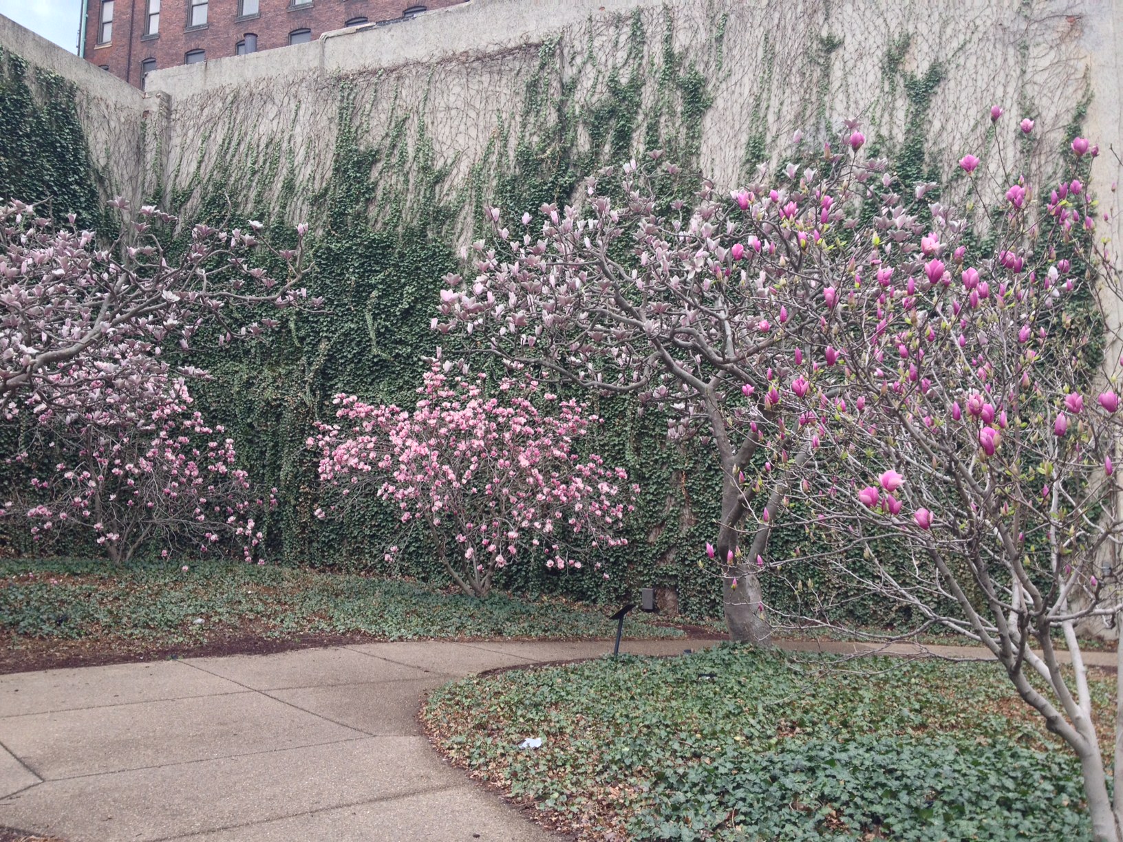 Public art in the Cultural Trust District--real blooms against the year-round blooms/ photo by Tracy Certo
